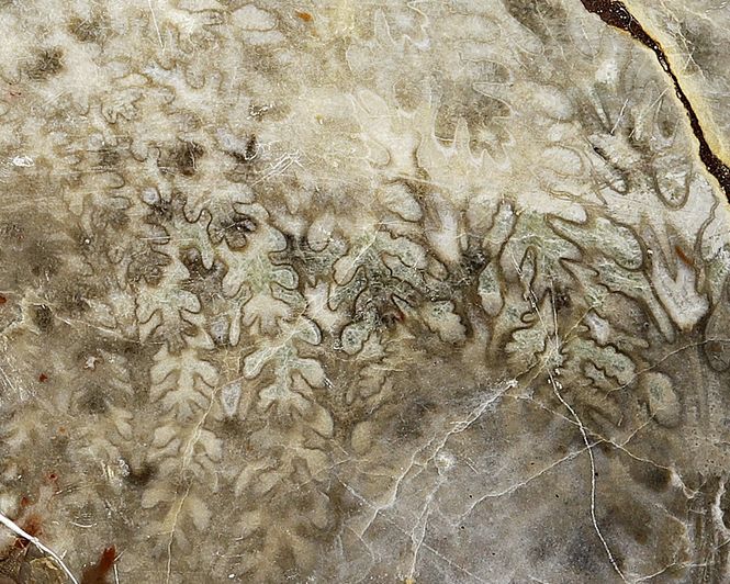 Hovedbilde Ammonitt (Sturia sp.)