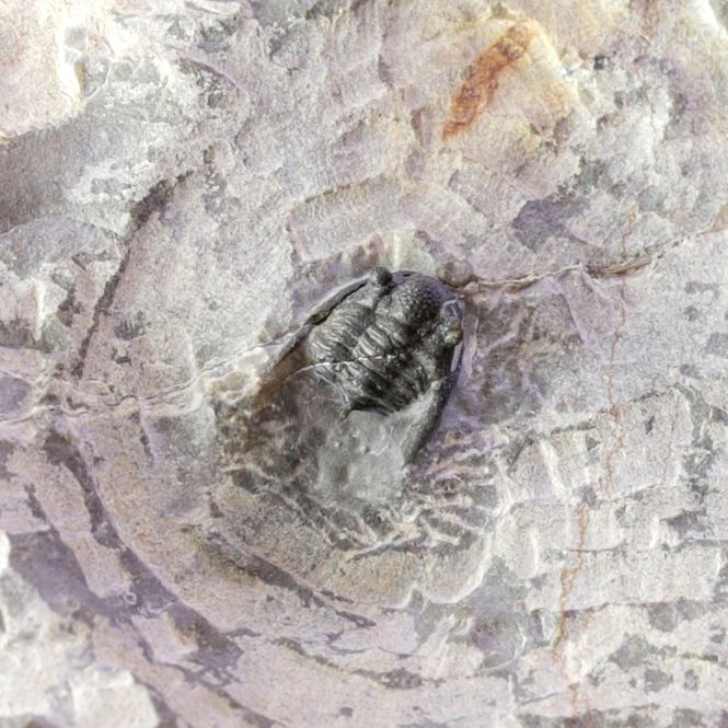 Hovedbilde Trilobitt (Cyphaspis kippingi), nybeskrevet art i 2016!
