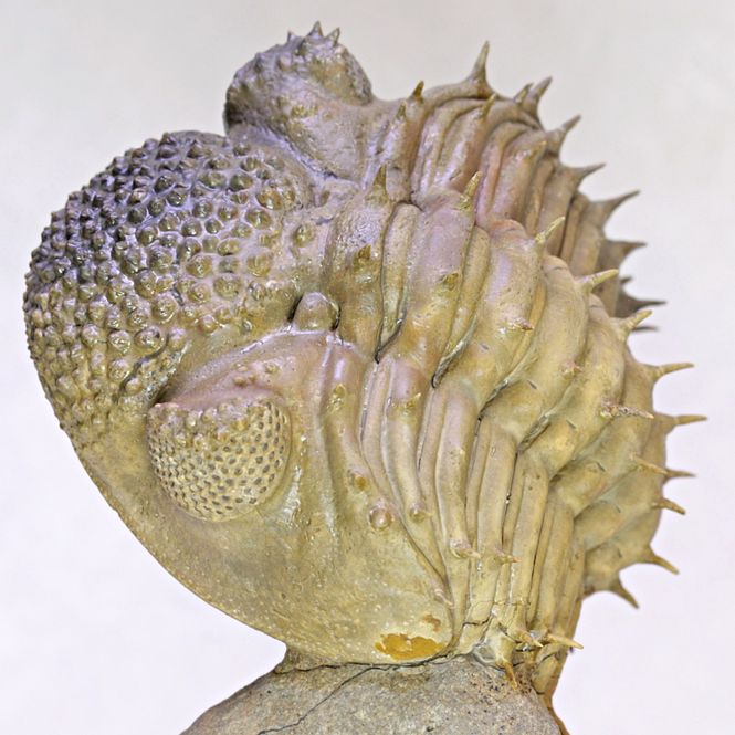 Hovedbilde Stor trilobitt (Drotops armatus), sammenrullet