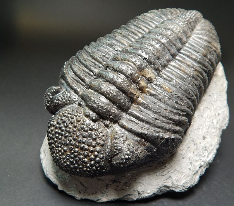 Trilobitt (Drotops megalomanicus)