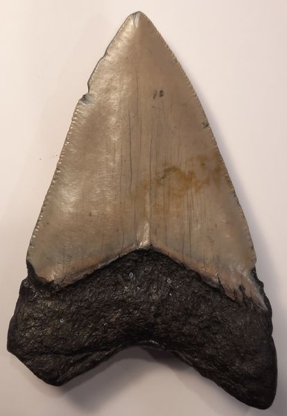 Hovedbilde Megalodon-tann (10,7 cm), South Carolina, USA