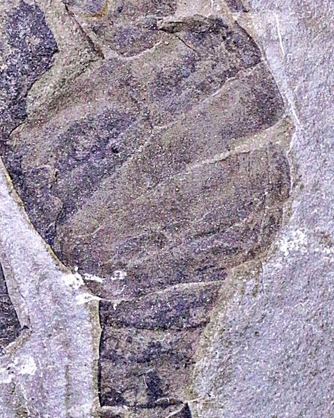 Hovedbilde Fossil sjøskorpion (Eurypterus remipes)