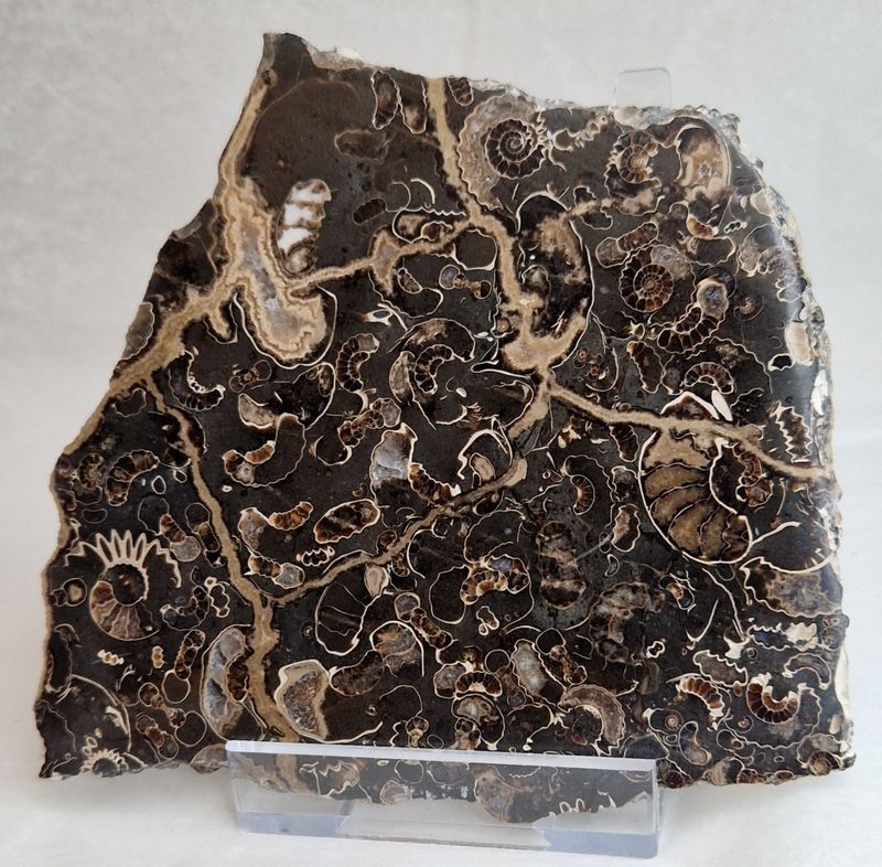 Promicroceras sp. (ammonittplate)