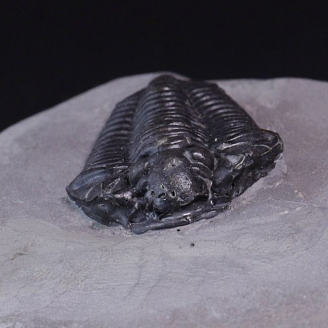 Hovedbilde Trilobitt (Calymene niagarensis)