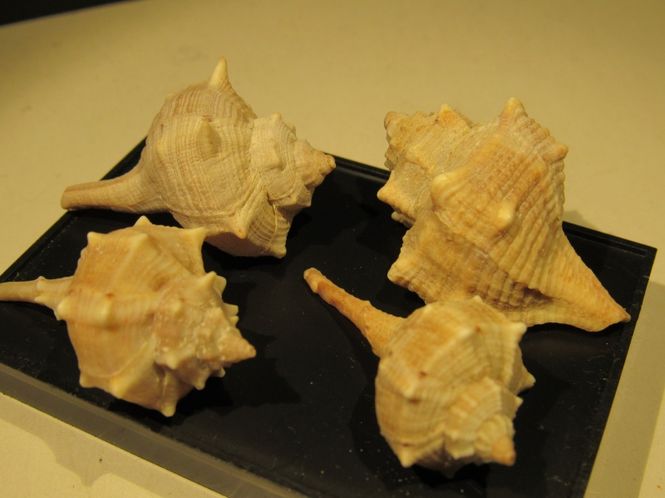 Hovedbilde Bolinus brandaris