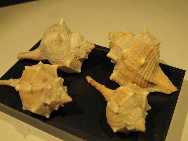 Bolinus brandaris