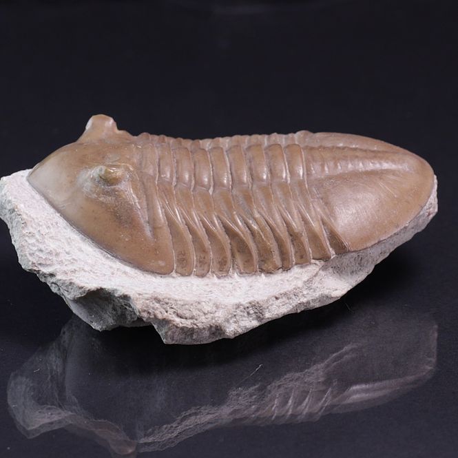 Hovedbilde Trilobitt (Asaphus lepidurus)