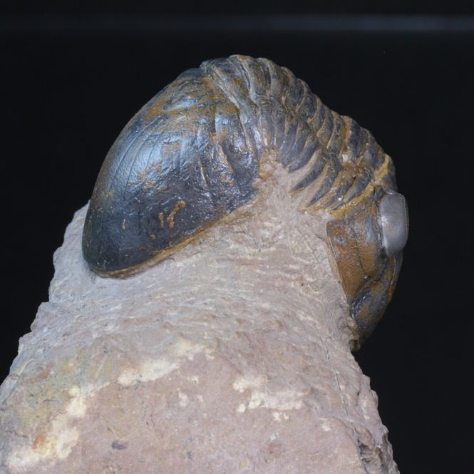 Hovedbilde Trilobitt (Paralejurus brongniarti)