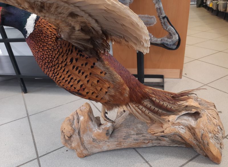 Fasan (Phasianus colchicus), utstoppet