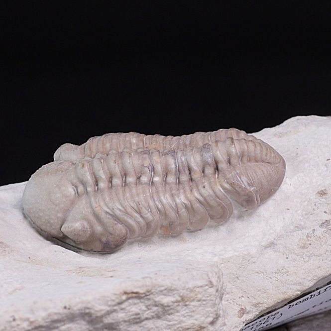 Hovedbilde Trilobitt (Viaphacops bombifrons)