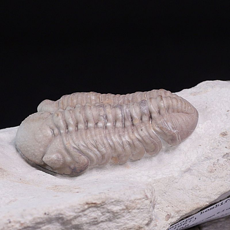 Trilobitt (Viaphacops bombifrons)