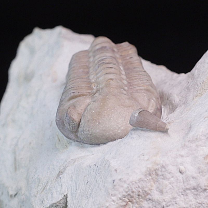 Trilobitt (Viaphacops bombifrons)
