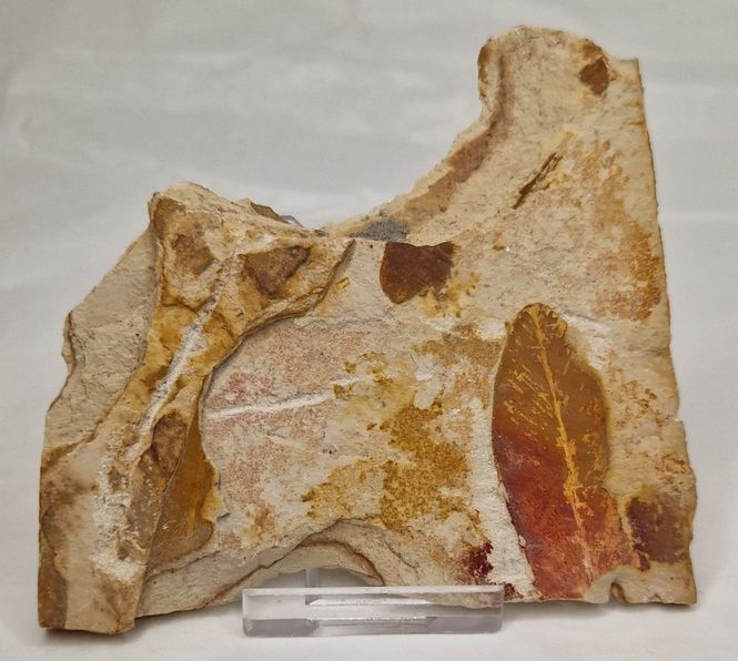 Hovedbilde Glossopteris bladfossil (250 mill år)