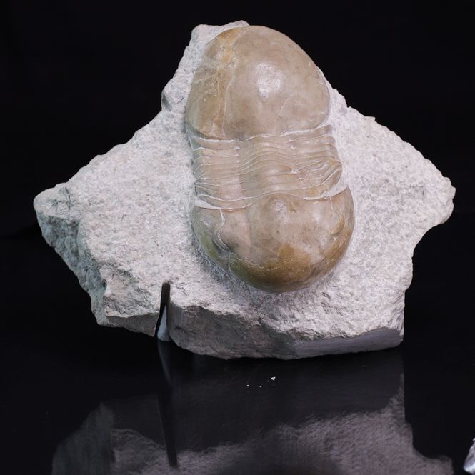 Hovedbilde Trilobitt (Displanus acutigenia)