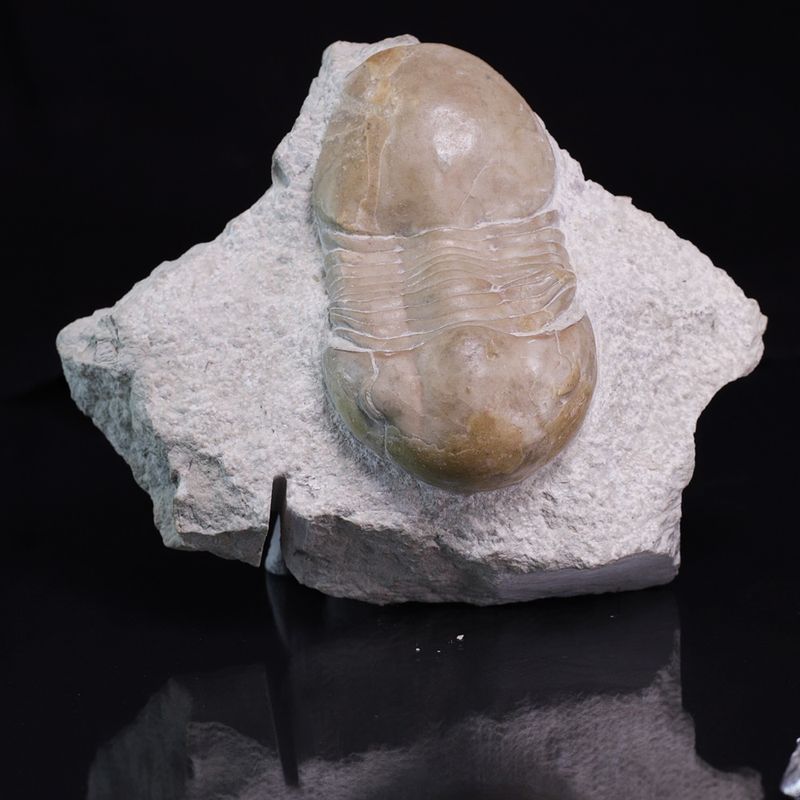 Trilobitt (Displanus acutigenia)