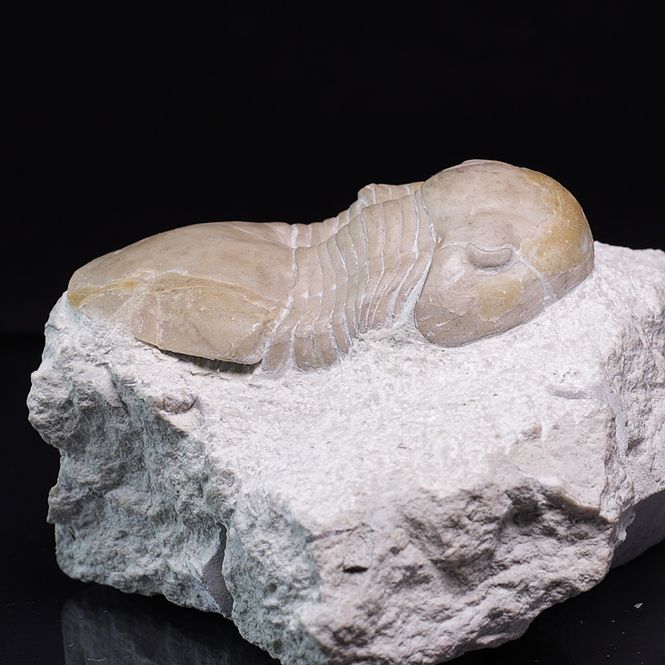 Hovedbilde Trilobitt (Displanus acutigenia)