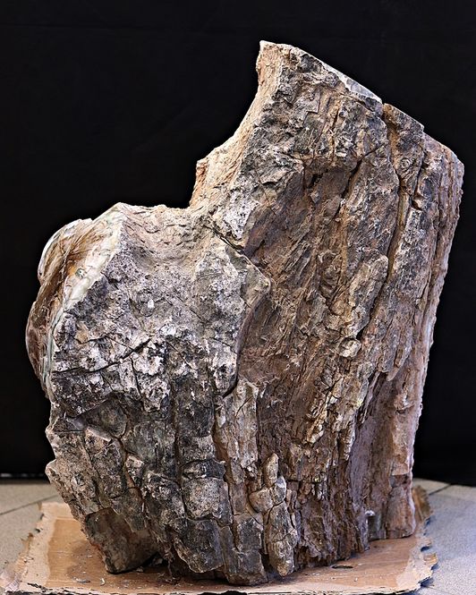 Hovedbilde Diger fossil trestubbe fra Zimbabwe