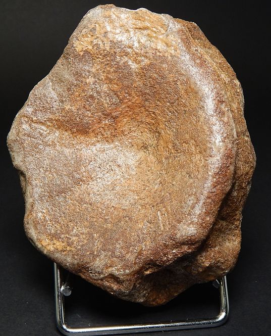 Hovedbilde Ryggvirvel fra fiskeøgle (Ichtyosauria sp.)