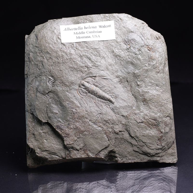 Trilobitt (Albertella helena)
