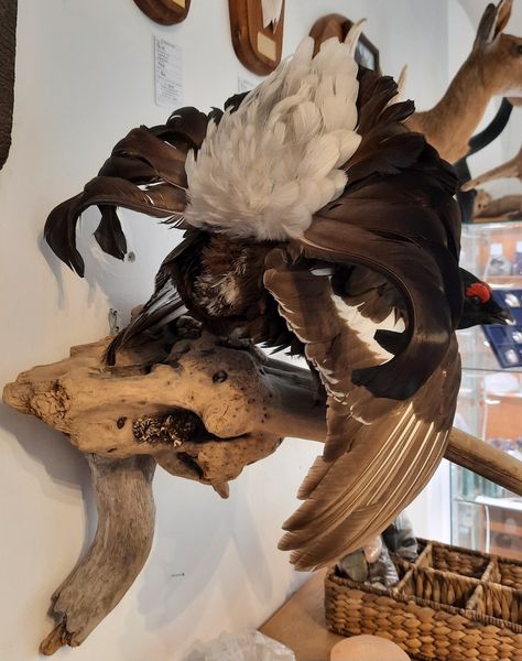 Hovedbilde Orrhane (Lyrurus tetrix), utstoppet, veggmontasje