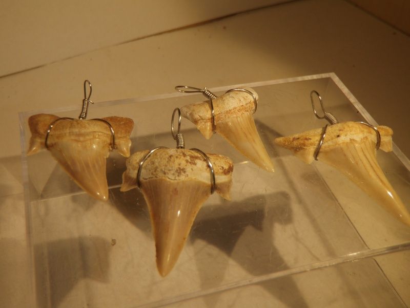 Anheng med fossil haitann, 2 cm, (Otodus)
