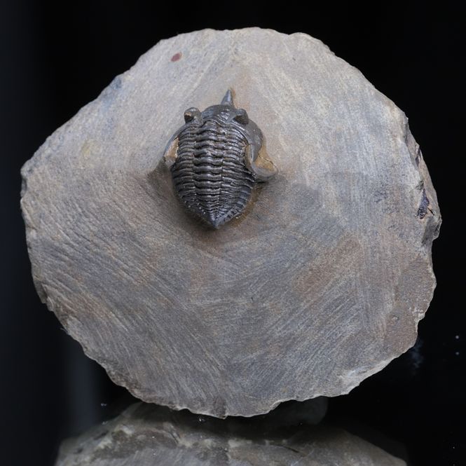 Hovedbilde  Trilobitt Pseudocryphaeus (Cryphina) sp., 410 mill. år