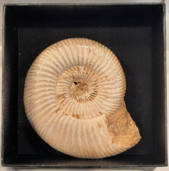 Hovedbilde Ammonitt, Perisphinctes sp. (polert), ca. 7 cm i gaveeske