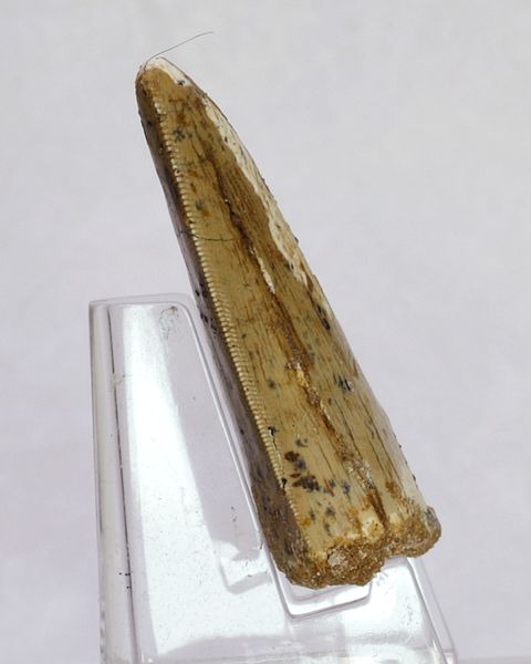 Hovedbilde Carcharodontosaurus-tann, 5,1 cm