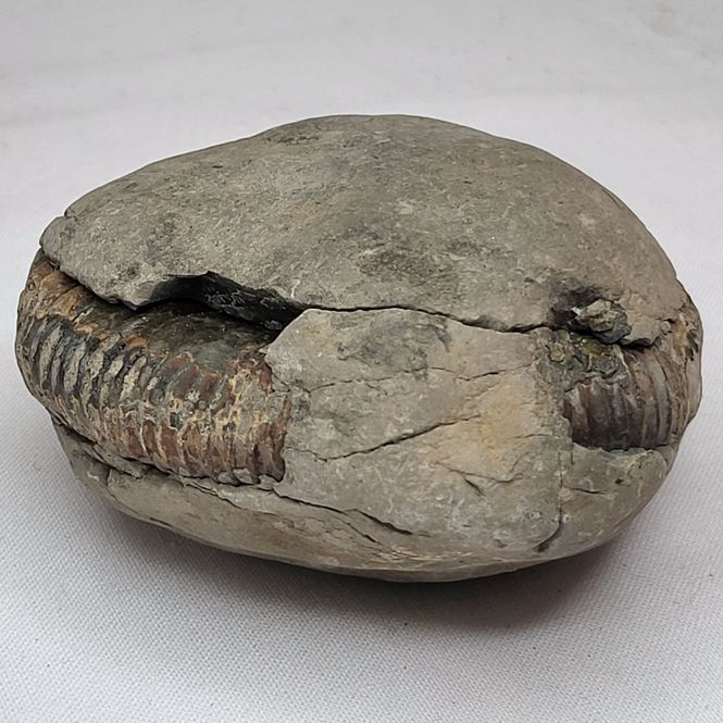 Hovedbilde Ammonitt (Dactylioceras sp.), delt nodul, Whitby, England