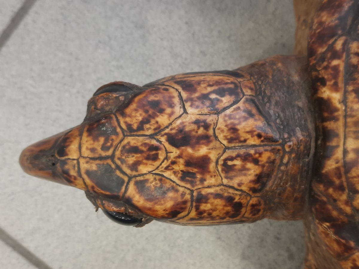 Karettskilpadde (Eretmochelys imbricata), utstoppet