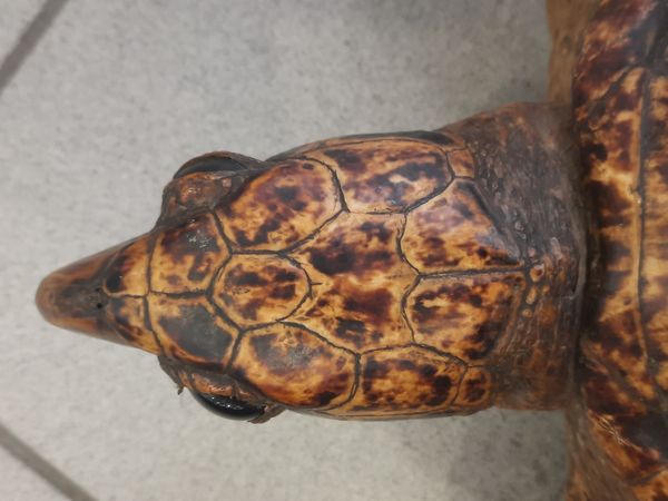 Hovedbilde Karettskilpadde (Eretmochelys imbricata), utstoppet