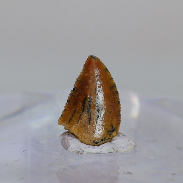 Hovedbilde Uidentifisert rovdinosaurtann (94-101 mill år)