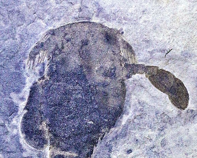 Hovedbilde Fossil sjøskorpion (Eurypterus remipes)