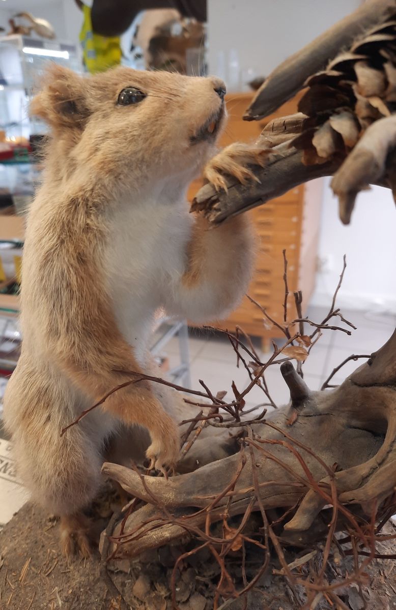 Ekorn (Sciurus vulgaris), utstoppet