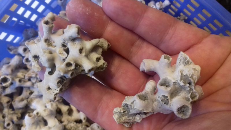 Kaldtvannskorall (Lophelia pertusa)