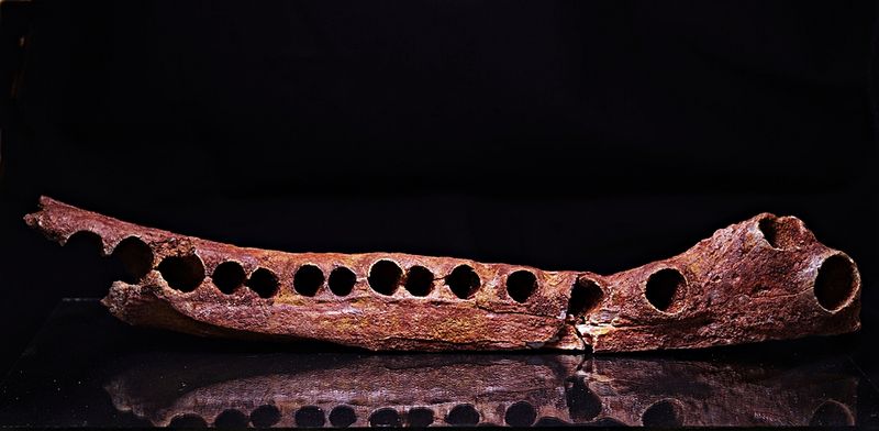 Elosuchus, underkjeve (krokodille)