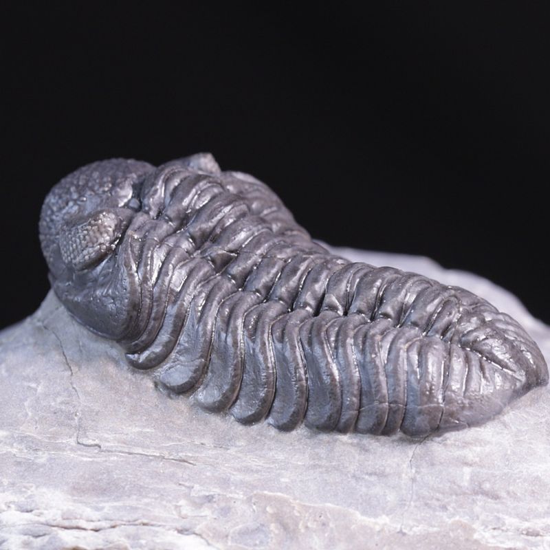  Trilobitt (Adrisiops weugi)