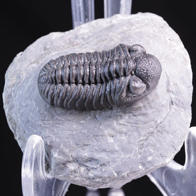 Hovedbilde  Trilobitt (Adrisiops weugi)