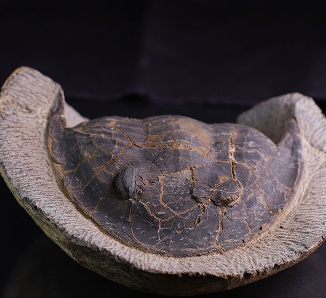 Hovedbilde Megistaspis (Ekeraspis) sp
