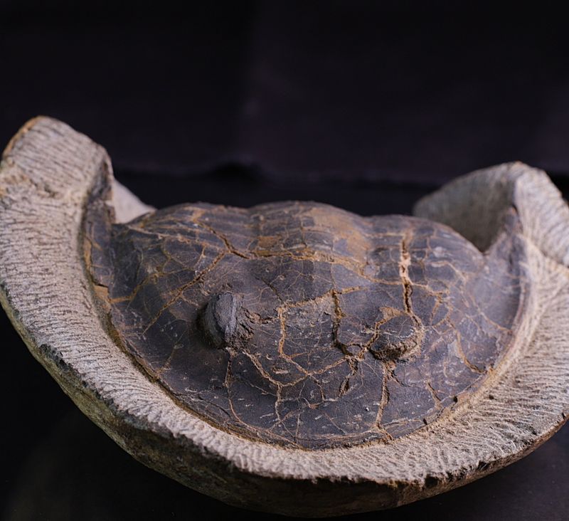 Megistaspis (Ekeraspis) sp