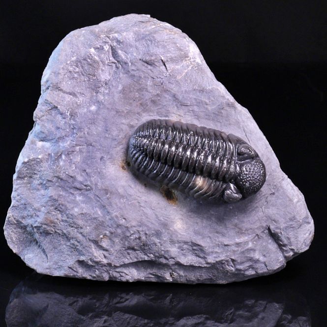 Hovedbilde  Trilobitt (Adrisiops weugi)