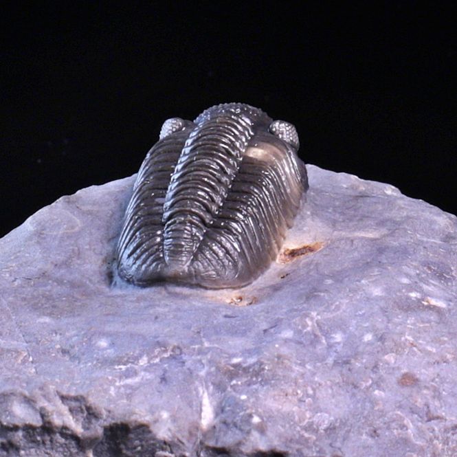 Hovedbilde  Trilobitt (Adrisiops weugi)