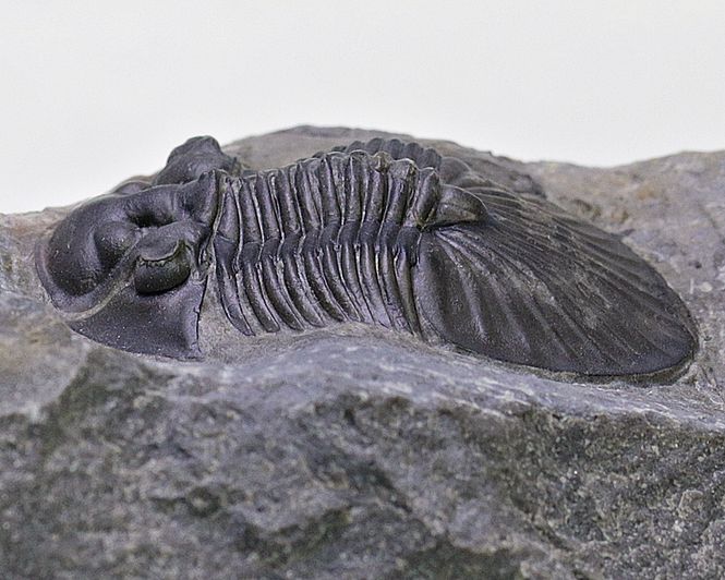 Hovedbilde  Trilobitt (Scabriscutellum furciferum)