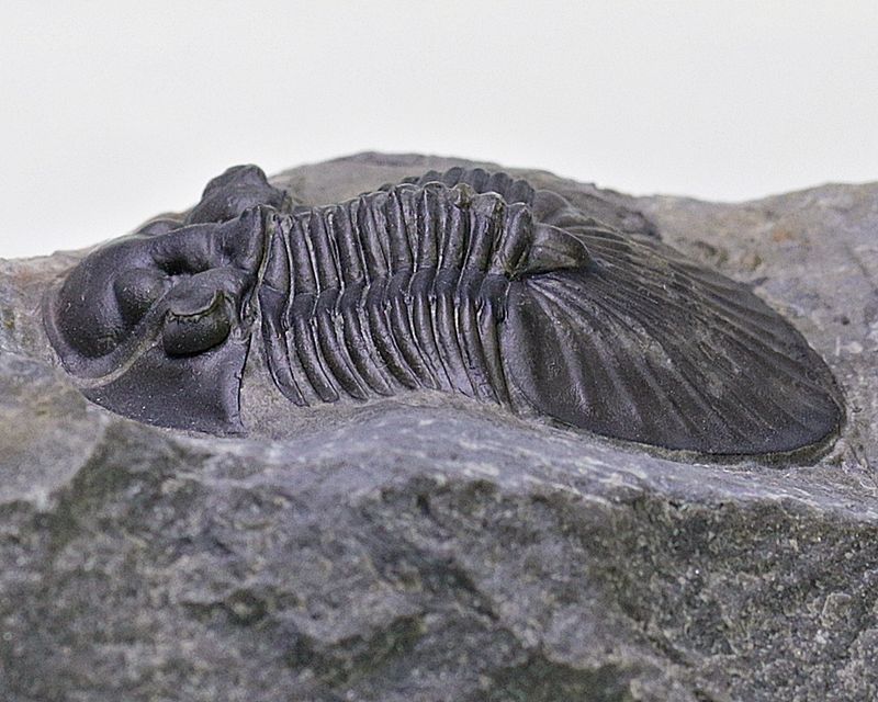  Trilobitt (Scabriscutellum furciferum)