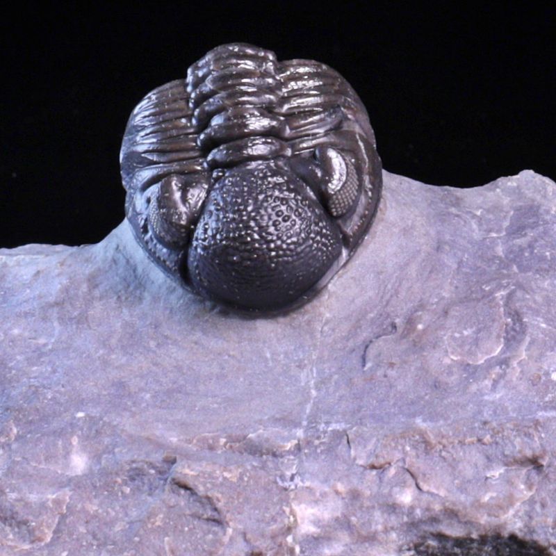  Trilobitt (Adrisiops weugi)
