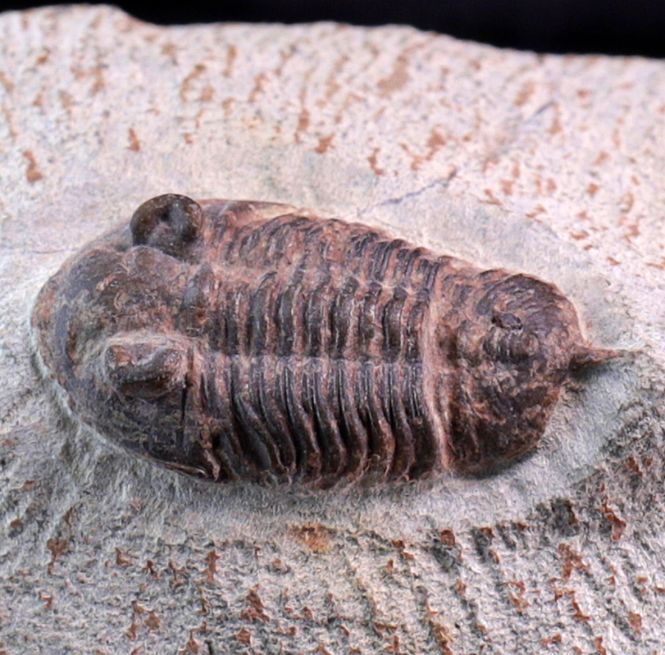 Hovedbilde Trilobitt ( Destombesina tafilaltensis)