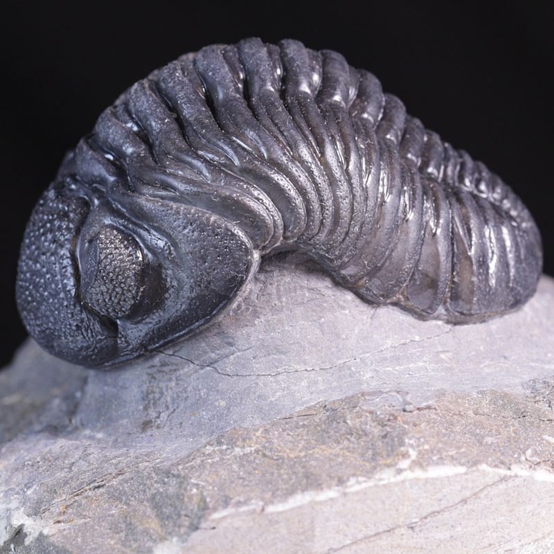 Trilobitt (Pedinopariops vagabundus)