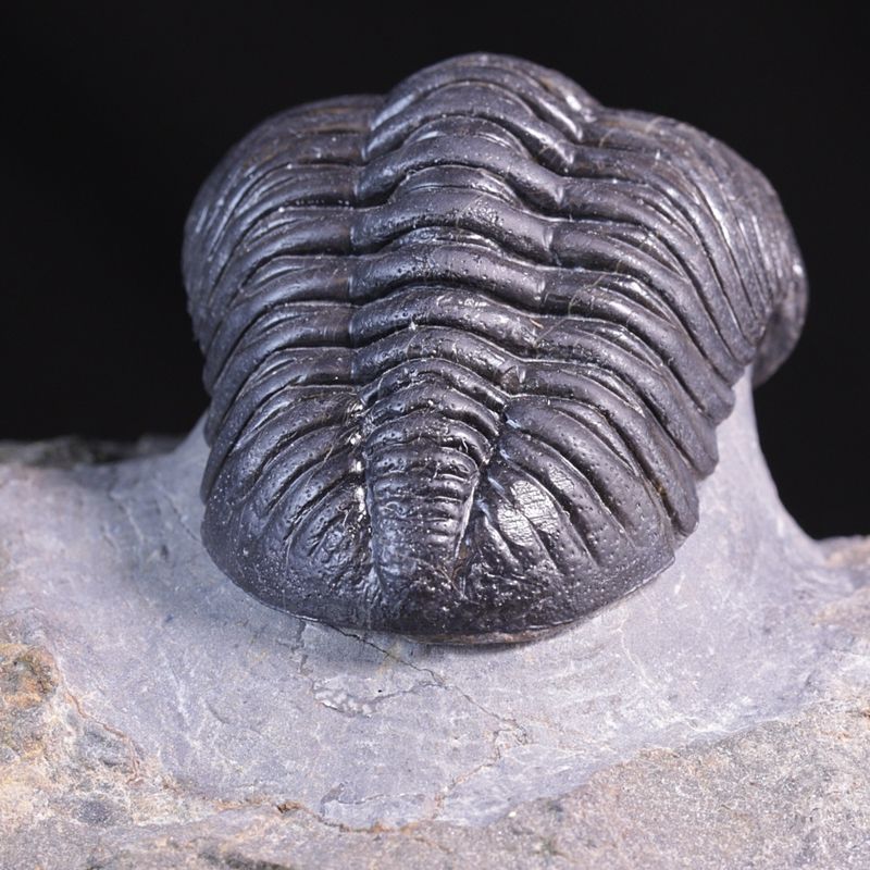 Trilobitt (Pedinopariops vagabundus)