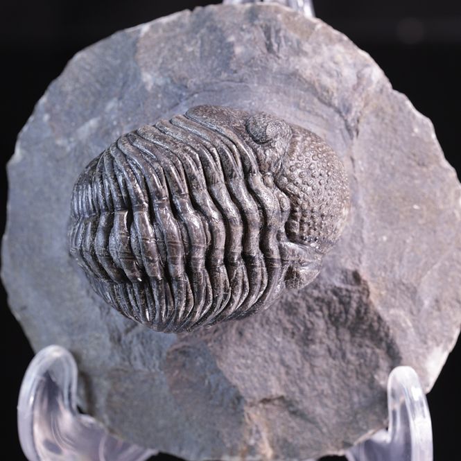 Hovedbilde Trilobitt (Pedinopariops vagabundus)