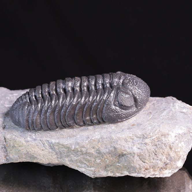 Hovedbilde Trilobitt (Morocops ovatus)